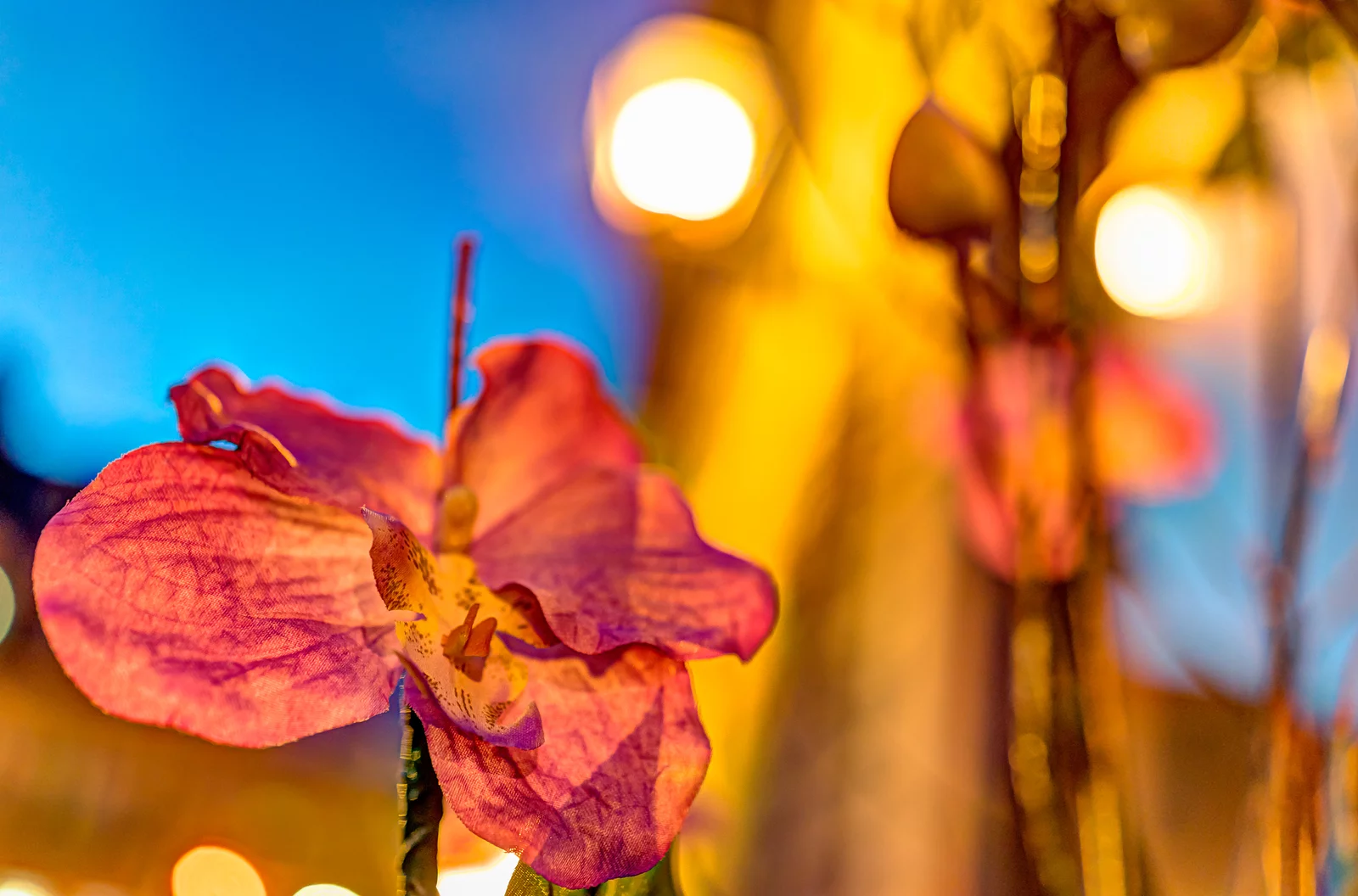 Flower Box Home Fragrances | Amber Orchid