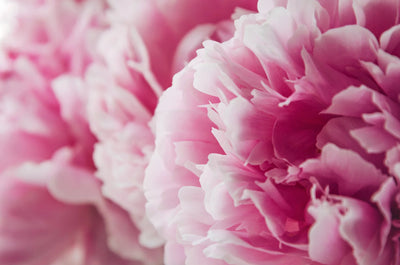 Flower Box Home Fragrances | Pink Flowers